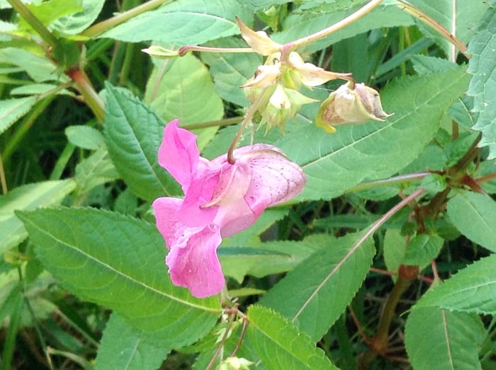 Facts About Himalayan Balsam Plants and Still Creek in Burnaby - Owlcation