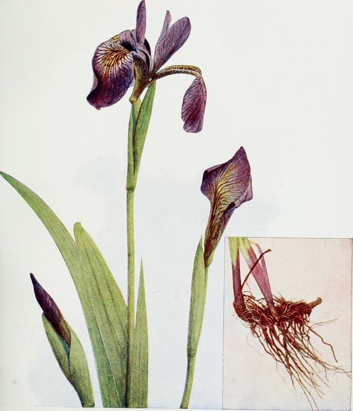 An illustration of an iris plant and its rhizome; in a few species, the rhizome is used to produce dried and preserved orris root