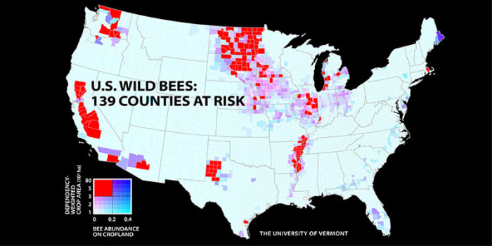 A new UVM study of wild bees identifies 139 counties in key agricultural regions of California, the Pacific Northwest, the Midwest, west Texas and the Mississippi River valley that face a worrisome mismatch between falling wild bee supply and rising