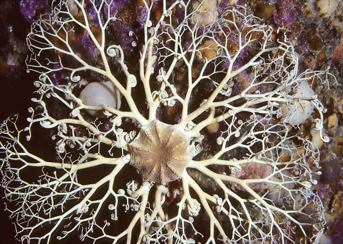 A top view of a Northern basket star (not from the Mariana Trench) showing the appearance of a single individual