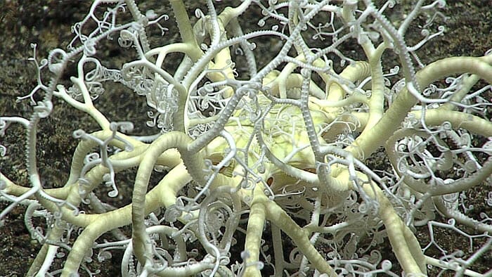 A basket star; according to NOAA, there is more than one creature in this intriguing photograph