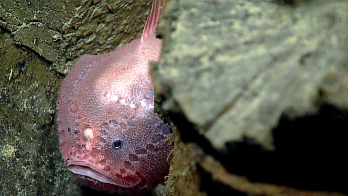 A deep-sea anglerfish; the white spot between its eyes is the lure of its fishing rod