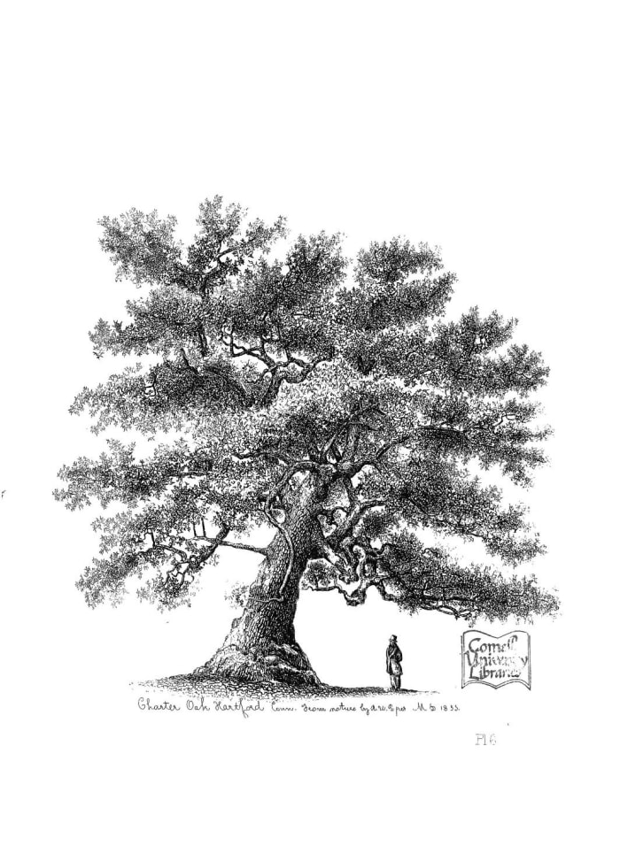 the-charter-oak