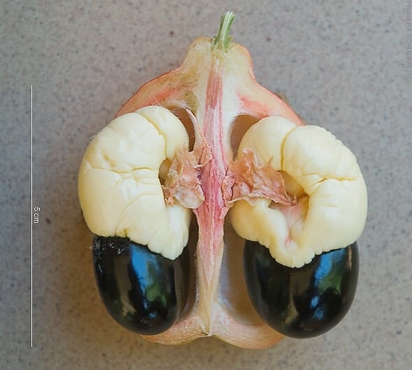 The dark seeds and the pink membrane must be removed before the aril is cooked.