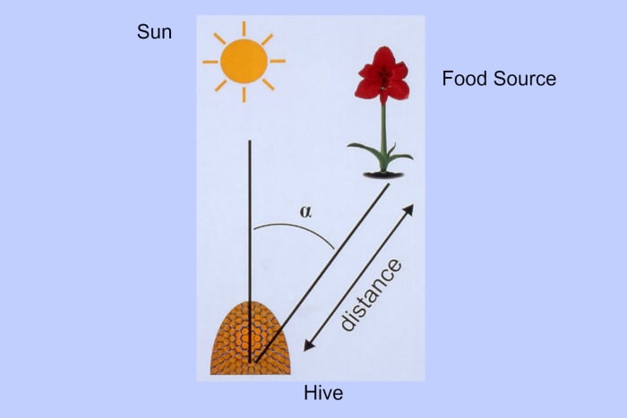 The line on the right is the second line the bee creates in her dance to show the angle that gives the location of the food source.