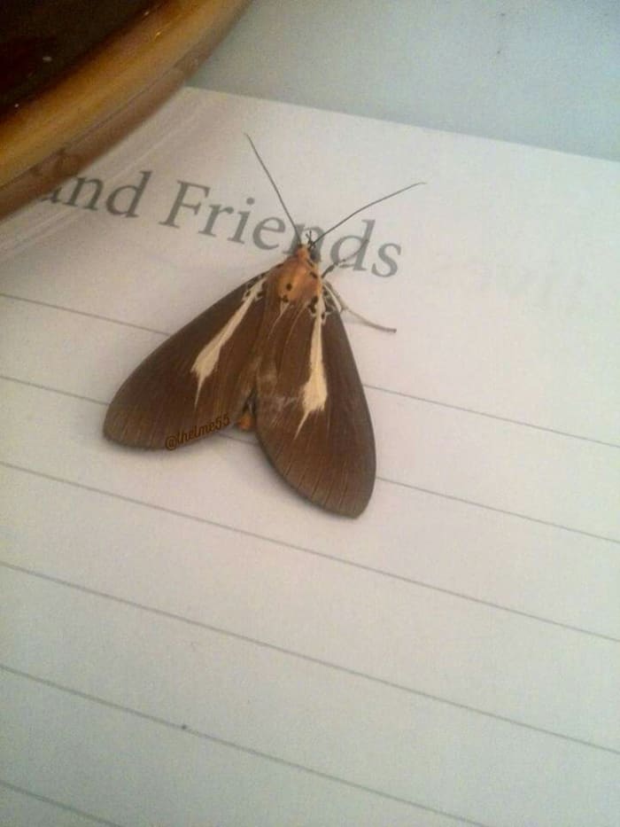 A beautiful moth who was near the casket almost every night during and after the 9 days prayer at home. It this photo, the moth landed on the guest book near the Abuloy pot.