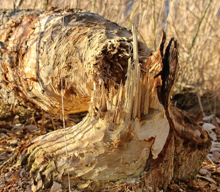 Why Do Trees Get Sick and, Sometimes, Die?  Owlcation  Education