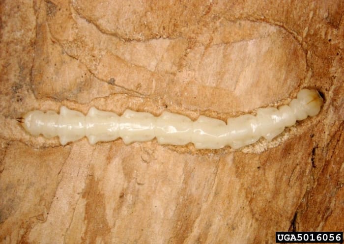 Emerald Ash Borer.