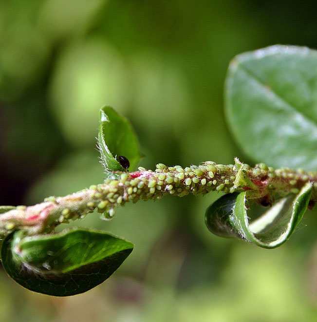 Why Do Trees Get Sick and, Sometimes, Die? Owlcation Education