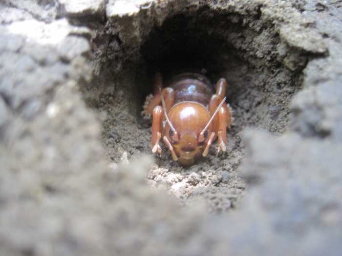 The Jerusalem cricket spends most of its time underground, so you may never have the chance to see one. The photographer caught this one emerging from the hole he had burrowed in the ground. They usually come out when it's dark.