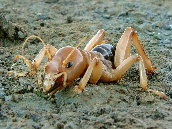 This is what a Jerusalem cricket looks like in vivid detail from top to bottom. The scientific name is Stenopelmatus fuscus.