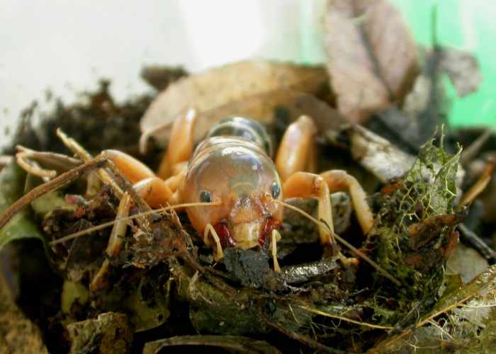 This Jerusalem cricket appears to be right at home, and happy to be there, making terrariums a suitable place to keep them out of harm's way and away from predators.