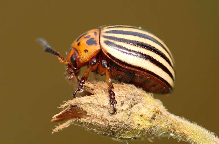 This is not a potato bug. It is a potato beetle, but is often called the same thing as a Jerusalem cricket. These beetles are true pests, as they destroy thousands of potato plants annually.