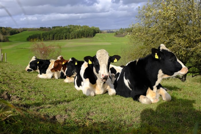 Cows lie down when it's cooler to conserve body heat. Cooler temperatures usually mean lower atmospheric pressure, indicating rain may be on the way.