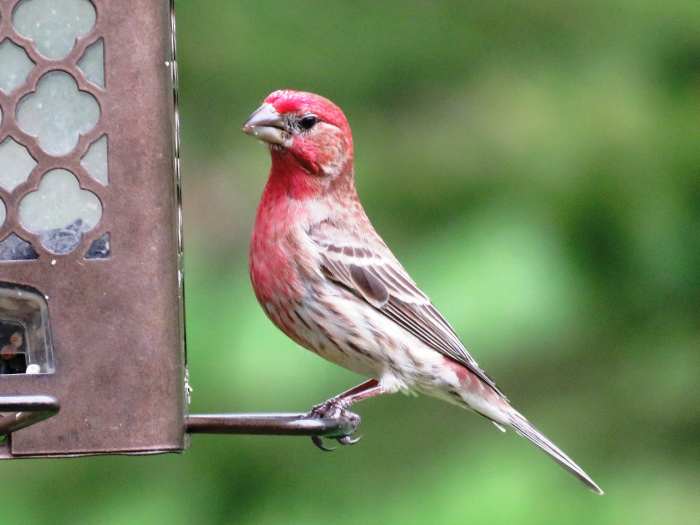 Common Types of Backyard Birds in the Northeast Owlcation Education