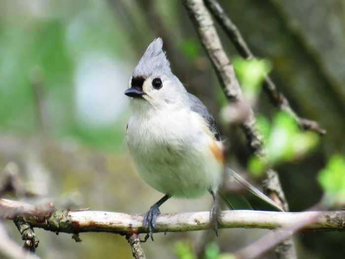 Common Types of Backyard Birds in the Northeast Owlcation Education