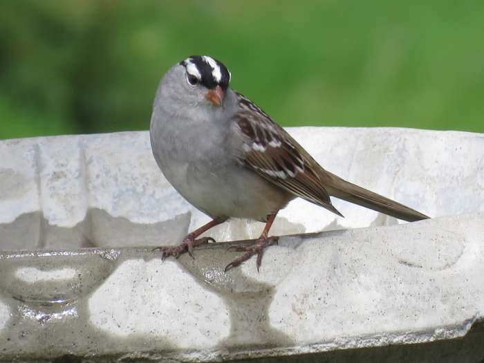 Common Types of Backyard Birds in the Northeast Owlcation Education