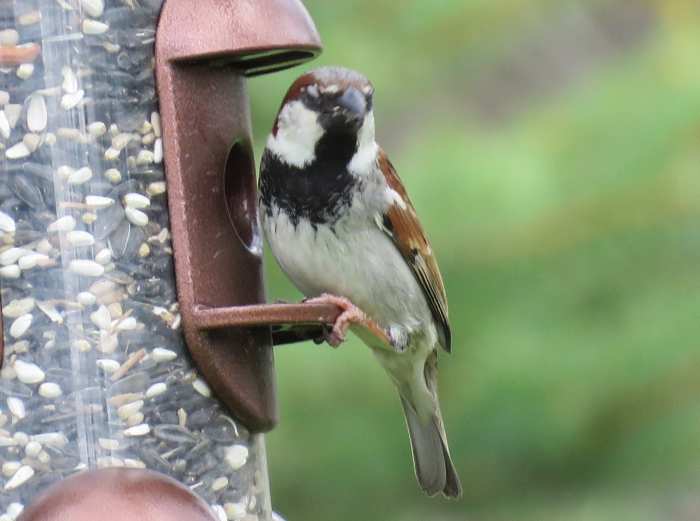 Common Types of Backyard Birds in the Northeast Owlcation Education