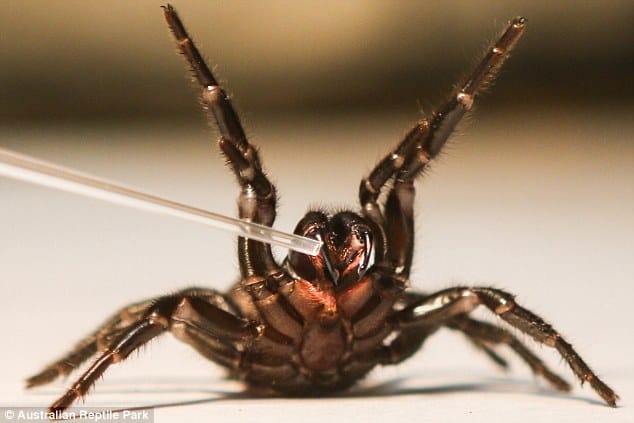 The Australian Reptile Park, north of Sydney, is the only place in the world where the Sydney funnel web spider is milked. The venom is then sent off to the Commonwealth Serum Labs, also in Australia, to become antivenom.