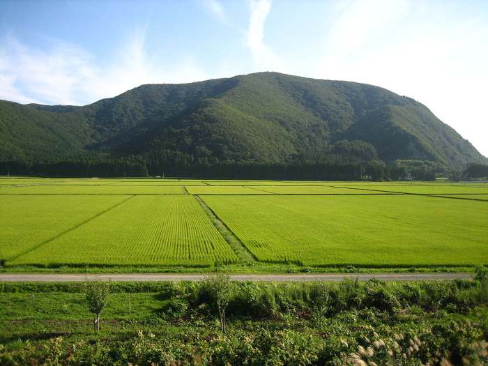 Still a major user of land and heavily subsidized and protected by the government, rice has declined in material importance in Japan since its immediate post-war peak.
