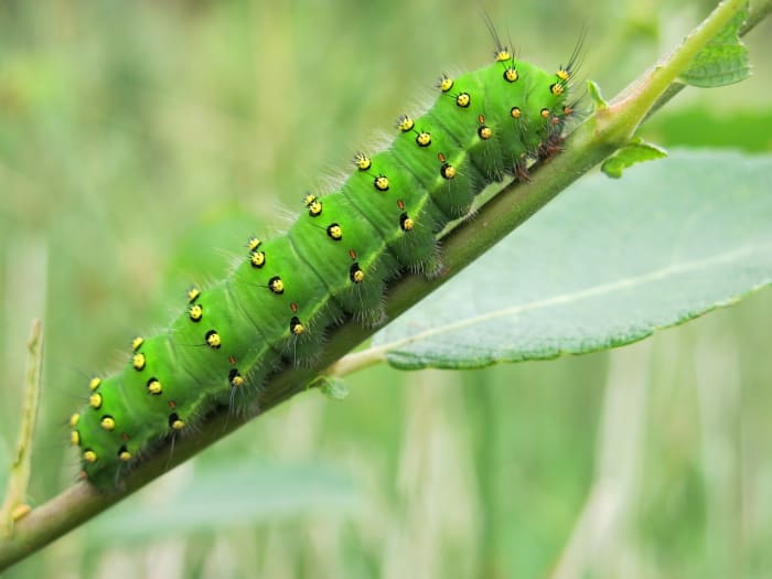 Green Caterpillar Identification Guide: 18 Common Types - Owlcation ...