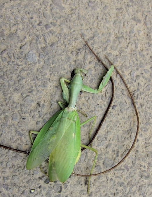 Two hairworms emerging from a mantis