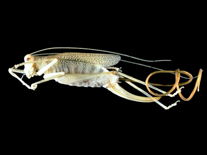 Spinochordodes tellinii