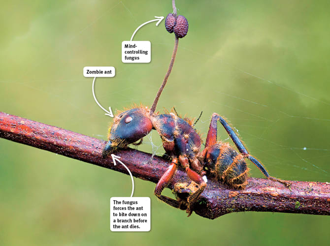 Ants Selectively Infected With Cordyceps "Zombie" Fungus - Owlcation