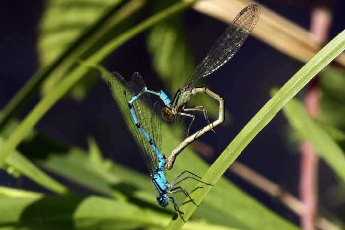 Common Blue Damselflies Form Mating Wheel