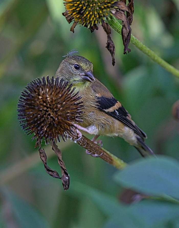 This female goldfinch will need help this winter, so why not feed her some of the things she loves to eat.