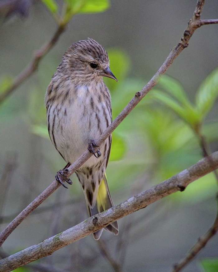 Pine siskins don't migrate and are beautiful birds that need food, water and shelter during the winter months. If you provide those things, you could be seeing them in your yard.