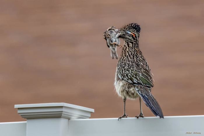A roadrunner just does what comes naturally to him, although it is hard to watch when one flies up into a tree and grabs one of your precious backyard birds and beats it on the ground until it is lifeless, then plucks each feather and eats it whole.