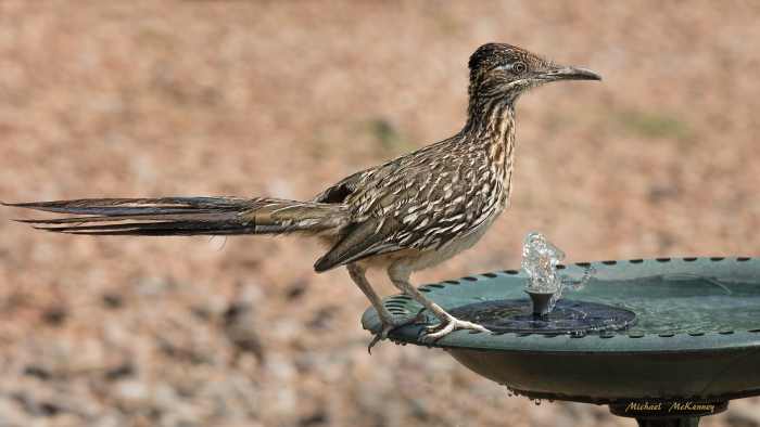 Our daily visiting roadrunner stopped at our birdbath for a cool drink of water although it can survive without it as long as it consumes prey with high water content. Roadrunners have glands near their eyes used to secrete excess salt.