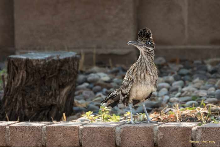 When this photo was taken, our backyard roadrunner was eyeing our hummingbird feeder. They have been known to jump straight up in the air, eating a hummingbird in one bite. They are opportunistic and often watch feeders and wait for the birds.