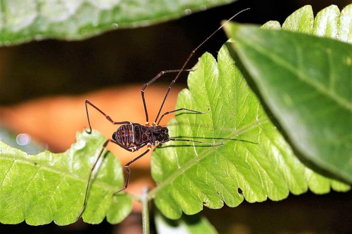Santinezia serratotibialis, a harvestman in Trinidad