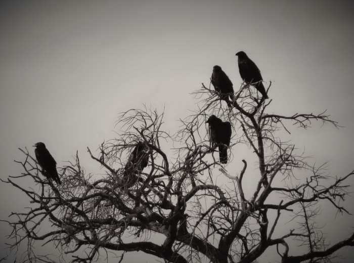 If you see a flock of black birds, it's more likely to be crows than ravens. Although they both might flock sometimes, crows are much more social than ravens.