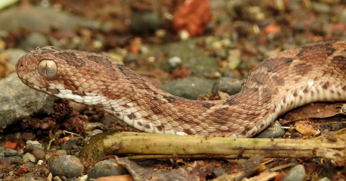 Saw-Scaled Viper