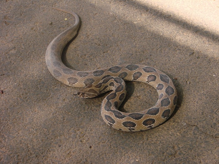 Chain Viper