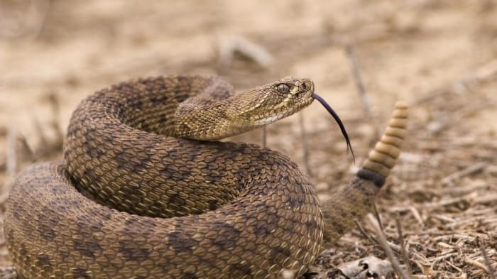 Rattlesnake