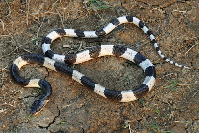 Blue Krait