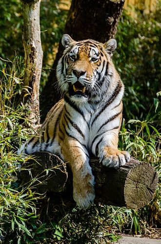 Foto eines Sibirischen Tigers in Gefangenschaft aus der Nähe.