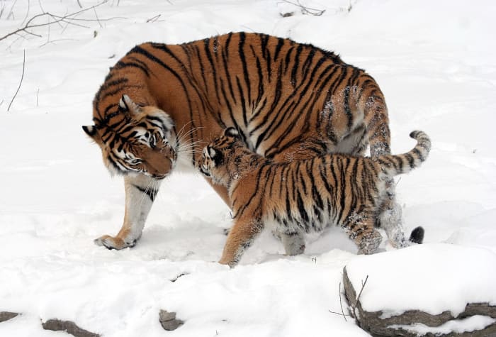 Tigre siberiana avvistata accanto al suo cucciolo.