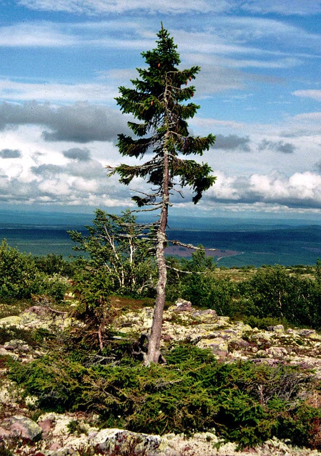 This is Old Tjikko a Norway pine growing in Sweden. Its root system is 9,550 years old making it the world’s oldest the tree, although the visible trunk and needles are younger.