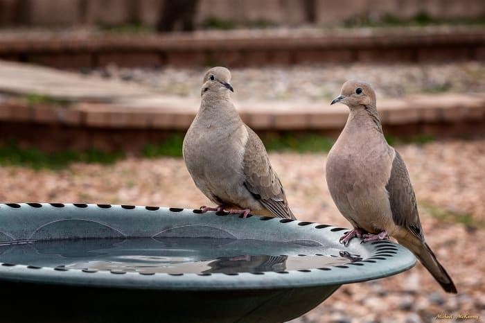 A male (left) and a female mourning dove couple stopping at our birdbath. The male dove is only slightly larger than the female.