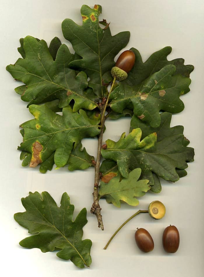 Oak leaves are the earliest and most common form used in the Green Man face.