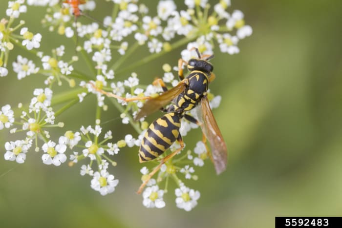 European Paper Wasp looks very similar to the Yellowjacket. Note the subtle differences in markings and shape of body parts.