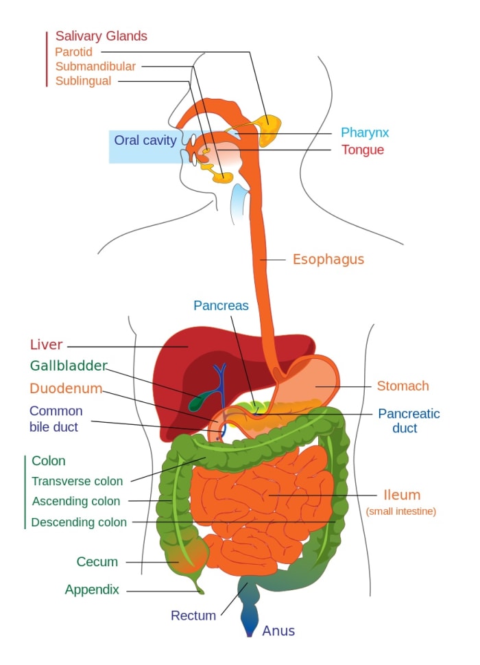 The colon (colored green in this diagram) is the longest section of the large intestine and is home to a huge bacterial population. The population sometimes includes Clostridium perfringens.