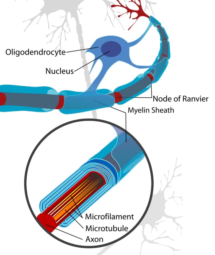 The myelin sheath around neurons in the CNS is made by projections from cells called oligodendrocytes. Multiple oligodendrocytes are needed to cover the length of the neuron. The membrane layers in the sheath are rich in fatty acids.