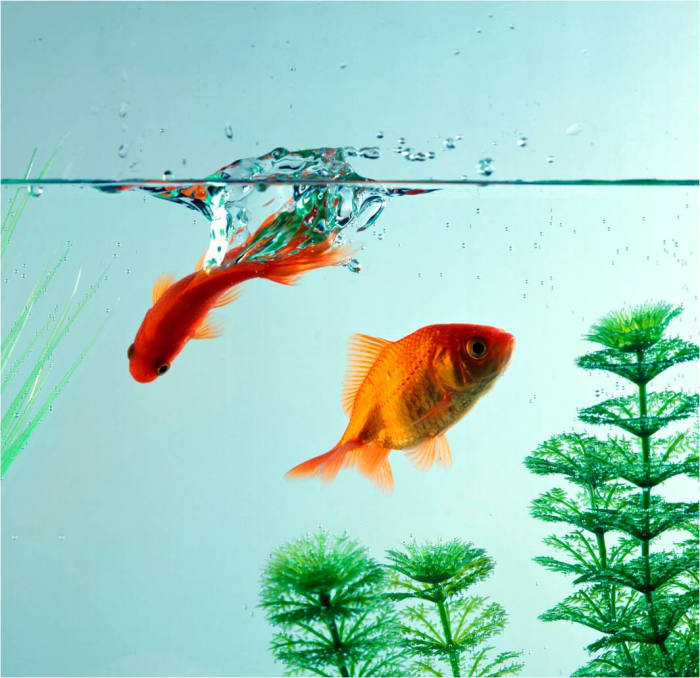 Goldfish and other common tropical fish in an aquarium may be suitable for some classrooms, provided students and teachers take a proactive, responsible approach to their care and feeding.