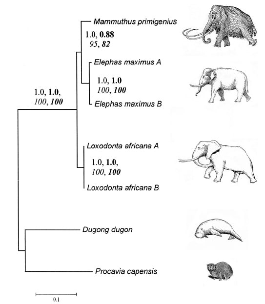 Dugongs Mermaids and Manatees - Owlcation